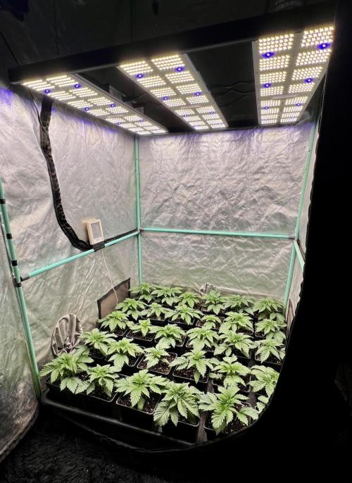 Mint Runtz. Week 2