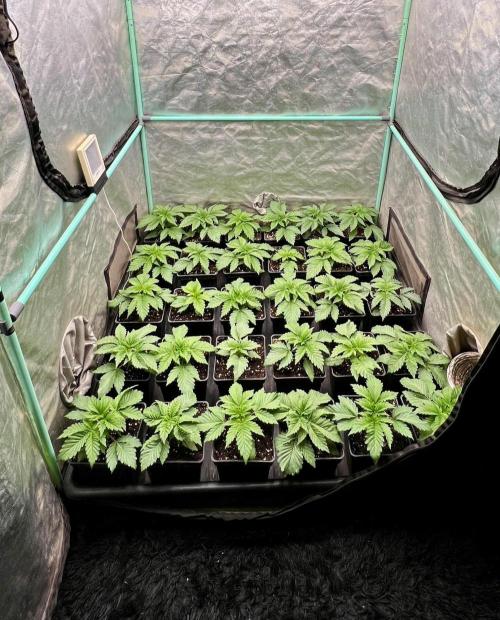 Mint Runtz. Week 2