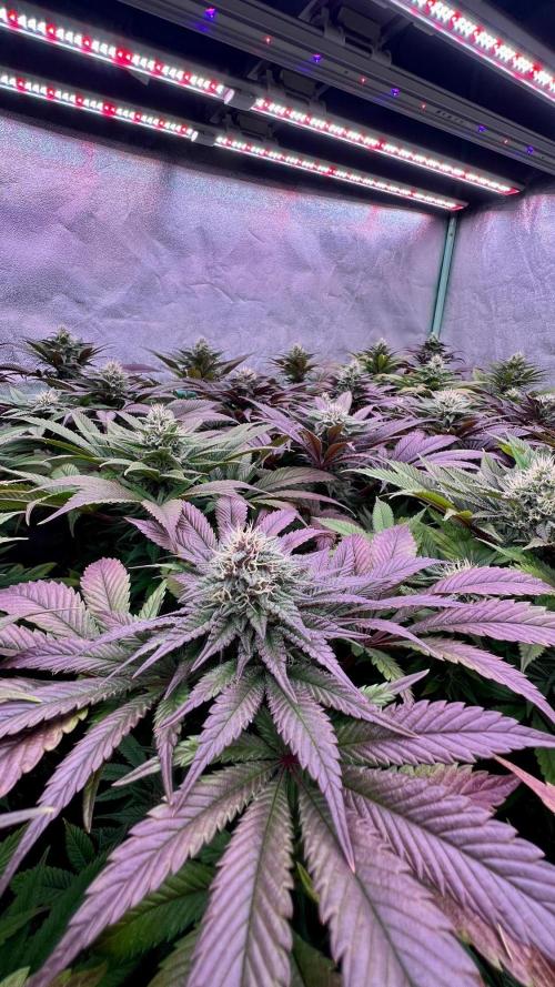 Gold Bar Kush. Week 8