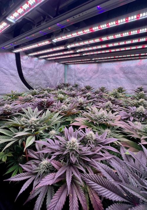 Gold Bar Kush. Week 8