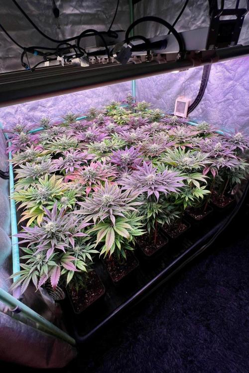 Gold Bar Kush. Week 8