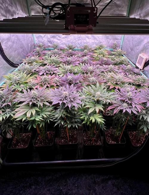 Gold Bar Kush. Week 8