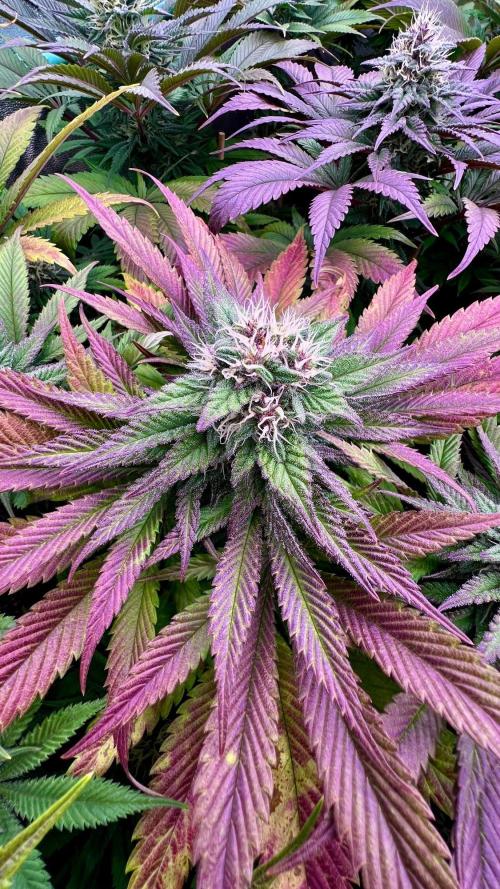 Gold Bar Kush. Week 8