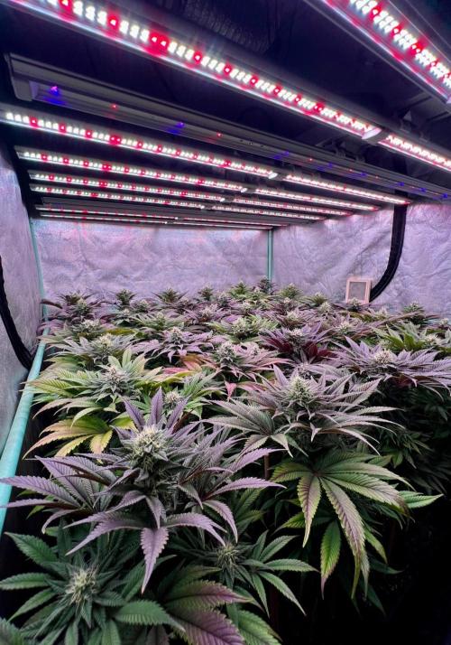 Gold Bar Kush. Week 8
