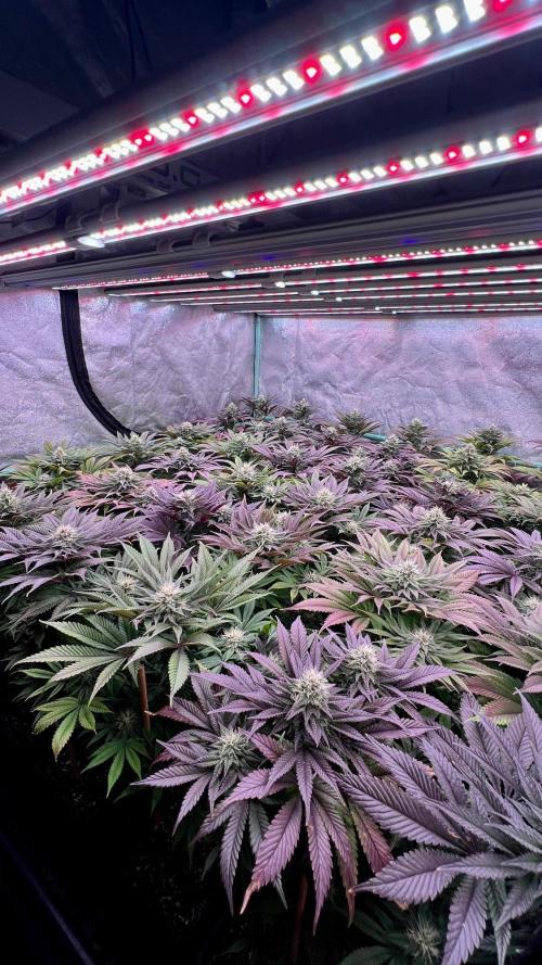 Gold Bar Kush. Week 8