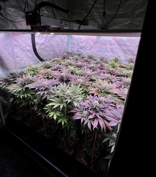 Gold Bar Kush. Week 8