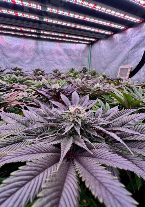 Gold Bar Kush. Week 8
