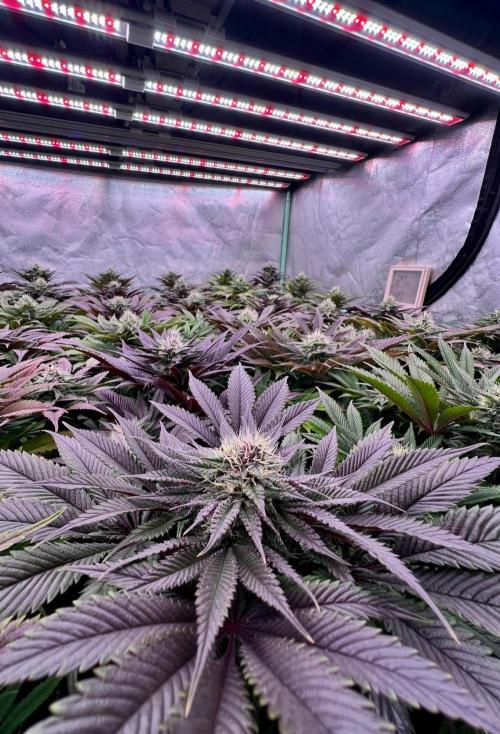 Gold Bar Kush. Week 8