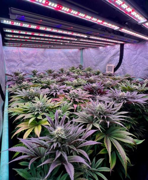 Gold Bar Kush. Week 8