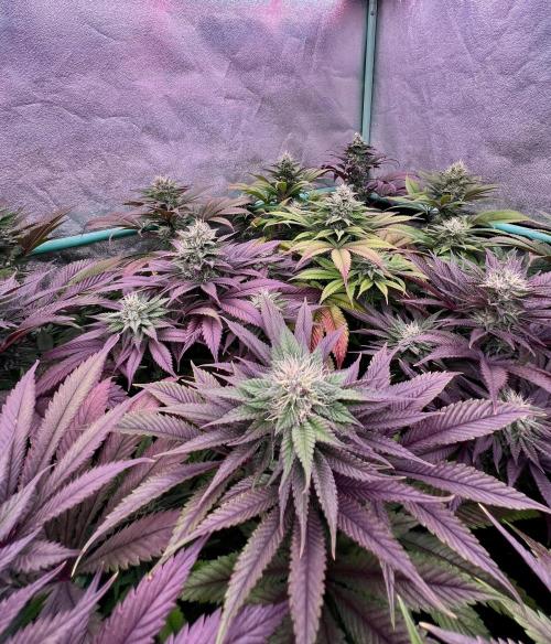 Gold Bar Kush. Week 8