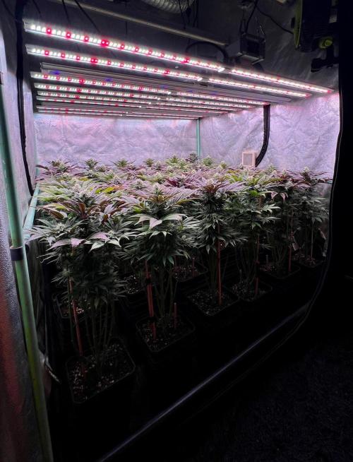 Gold Bar Kush. Week 8