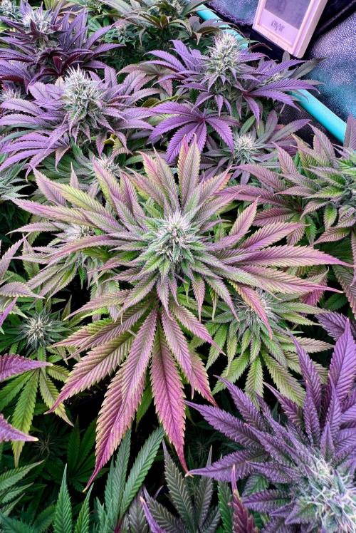 Gold Bar Kush. Week 8