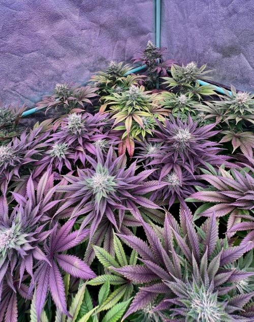 Gold Bar Kush. Week 8