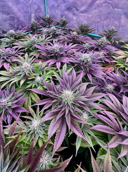 Gold Bar Kush. Week 8