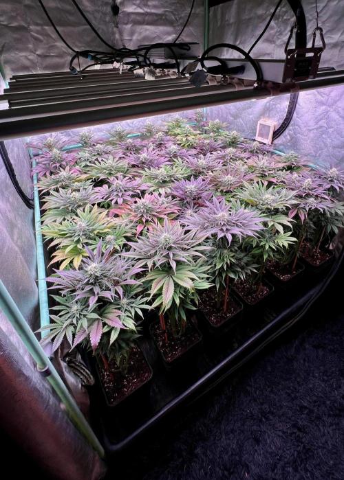 Gold Bar Kush. Week 8