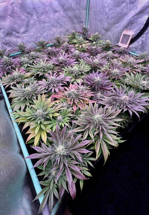 Gold Bar Kush. Week 8