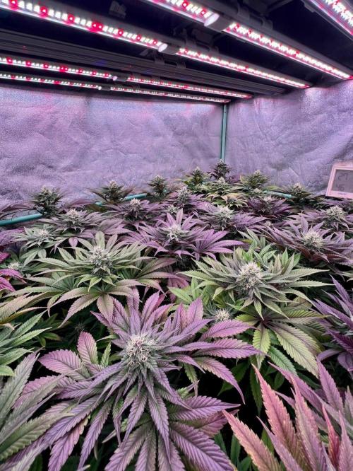 Gold Bar Kush. Week 8