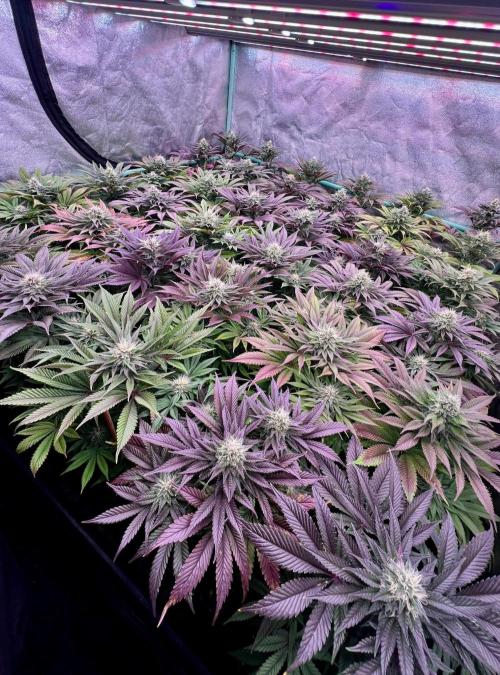 Gold Bar Kush. Week 8
