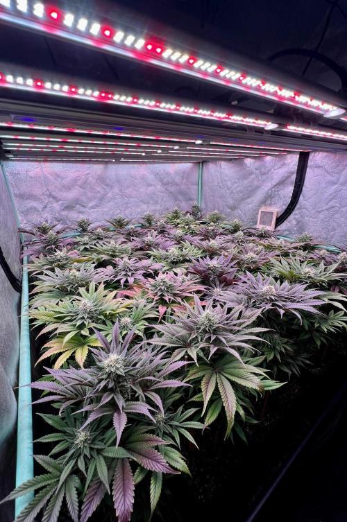 Gold Bar Kush. Week 8
