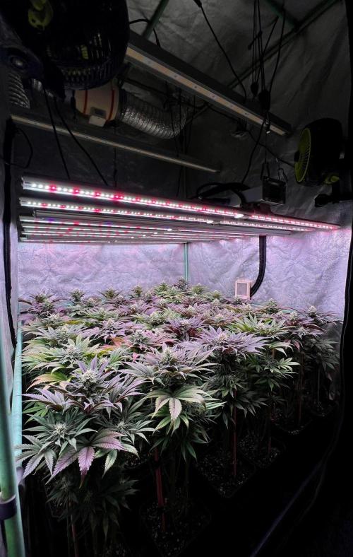 Gold Bar Kush. Week 8