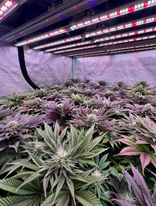 Gold Bar Kush. Week 8