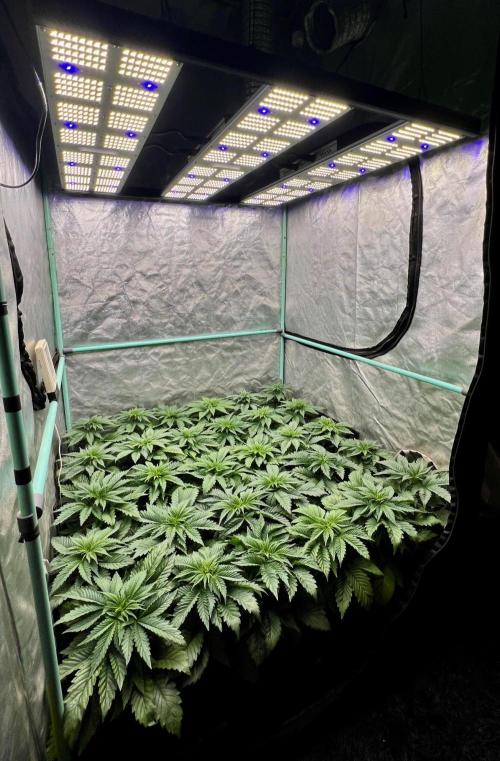 Mint Runtz. Week 3