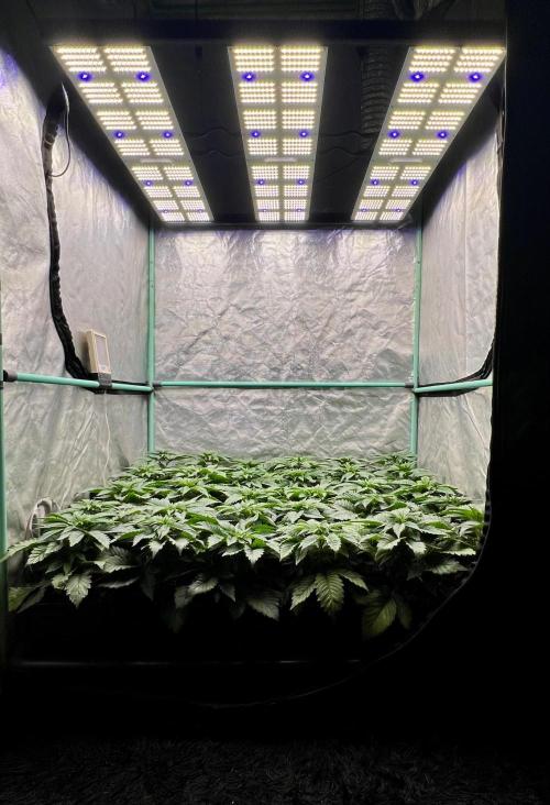 Mint Runtz. Week 3