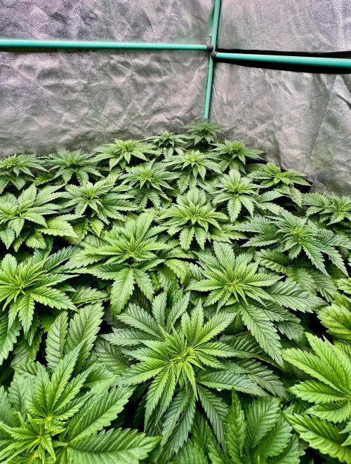 Mint Runtz. Week 3