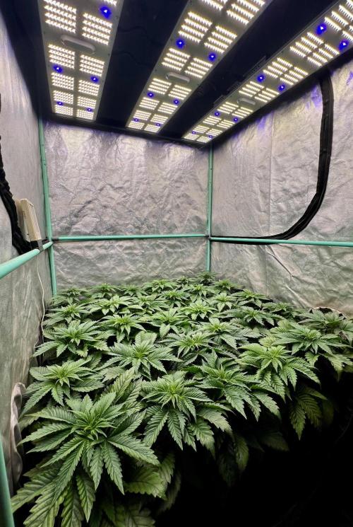 Mint Runtz. Week 3
