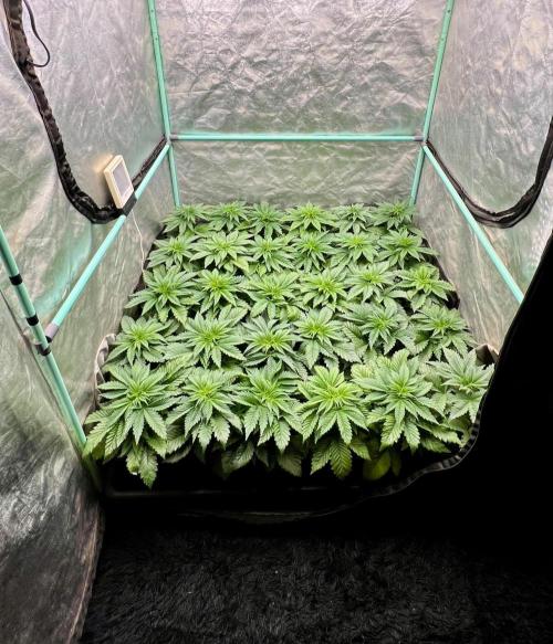Mint Runtz. Week 3