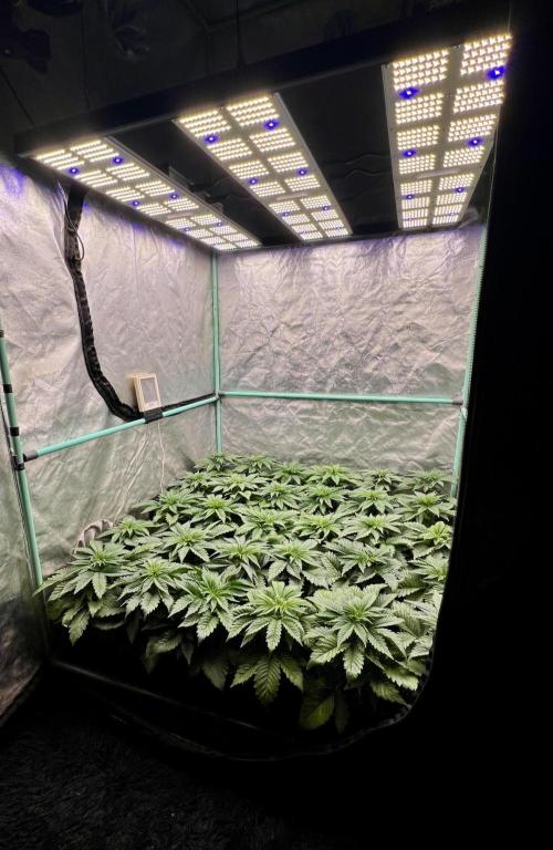 Mint Runtz. Week 3