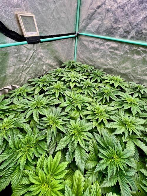 Mint Runtz. Week 3