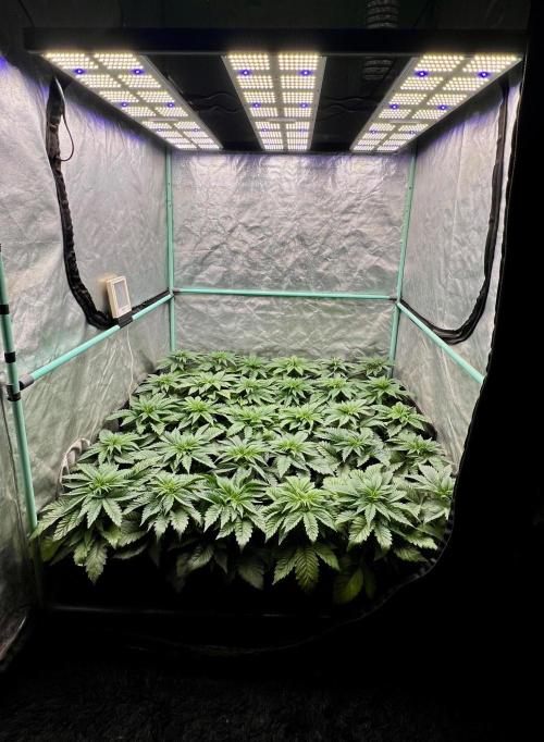 Mint Runtz. Week 3