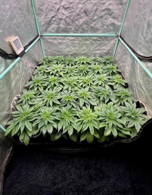 Mint Runtz. Week 3