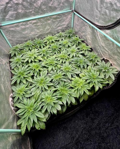 Mint Runtz. Week 3