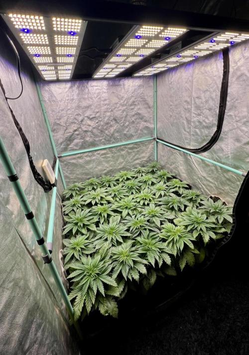 Mint Runtz. Week 3