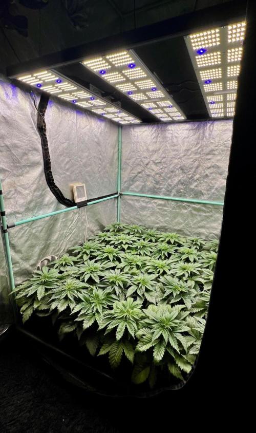 Mint Runtz. Week 3