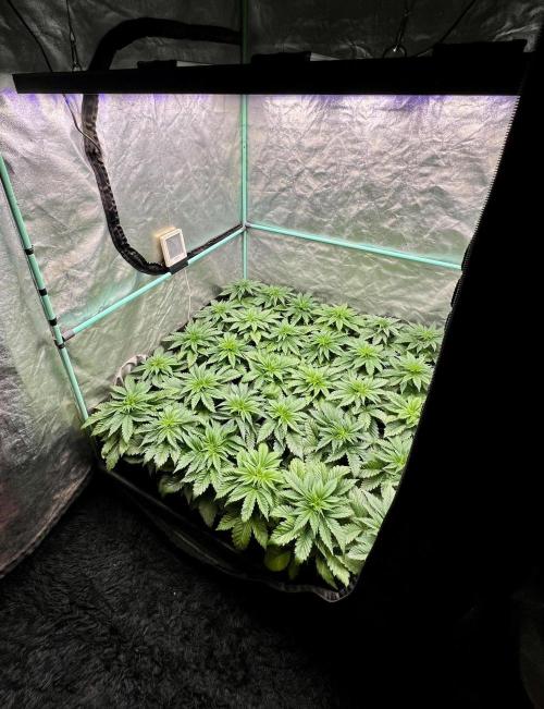 Mint Runtz. Week 3