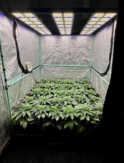 Mint Runtz. Week 3