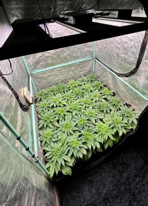 Mint Runtz. Week 3