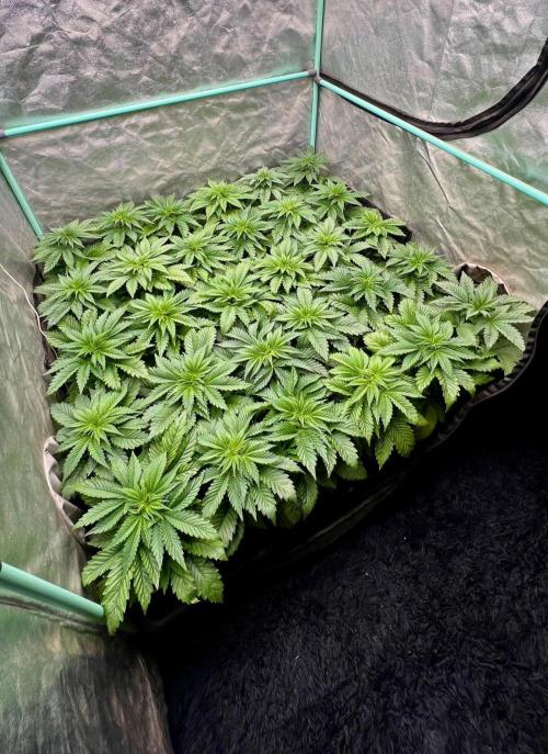 Mint Runtz. Week 3
