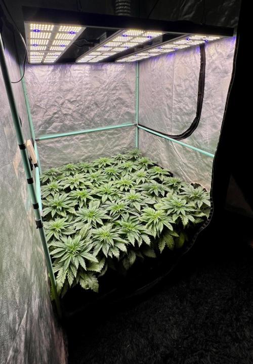 Mint Runtz. Week 3