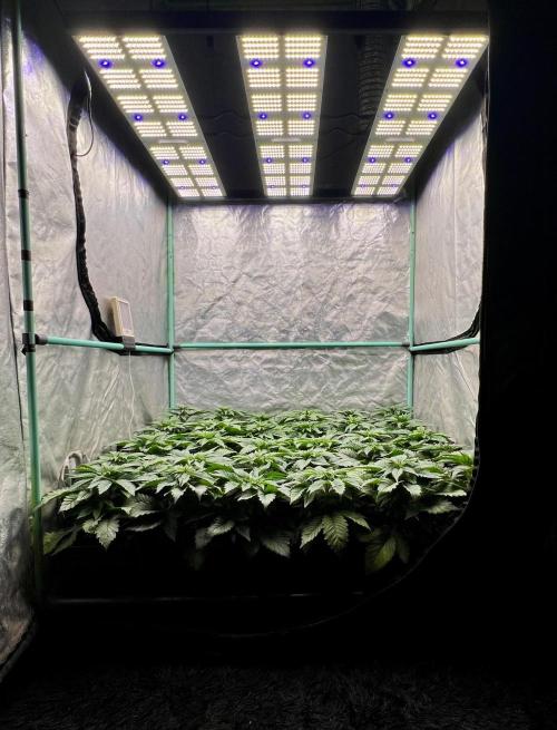 Mint Runtz. Week 3