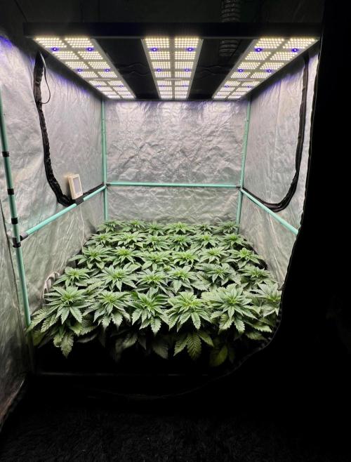 Mint Runtz. Week 3