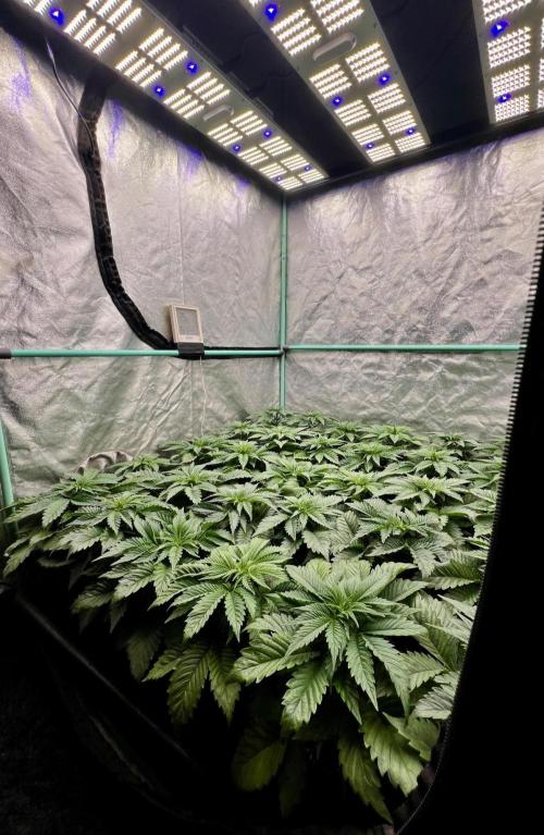 Mint Runtz. Week 3
