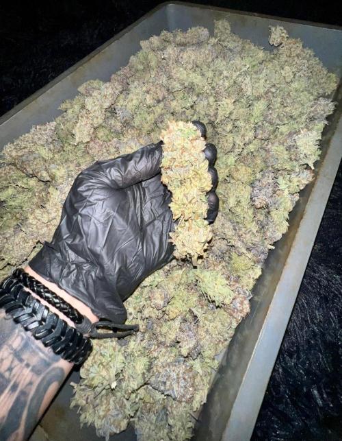 Gorilla Runtz. Week 10