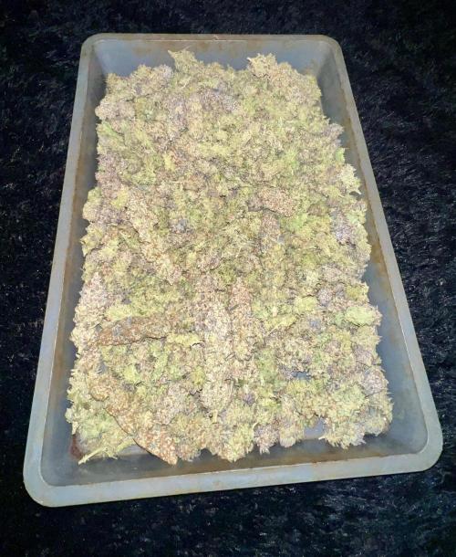 Gorilla Runtz. Week 10