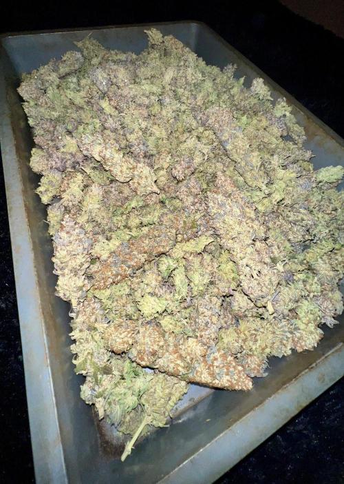 Gorilla Runtz. Week 10
