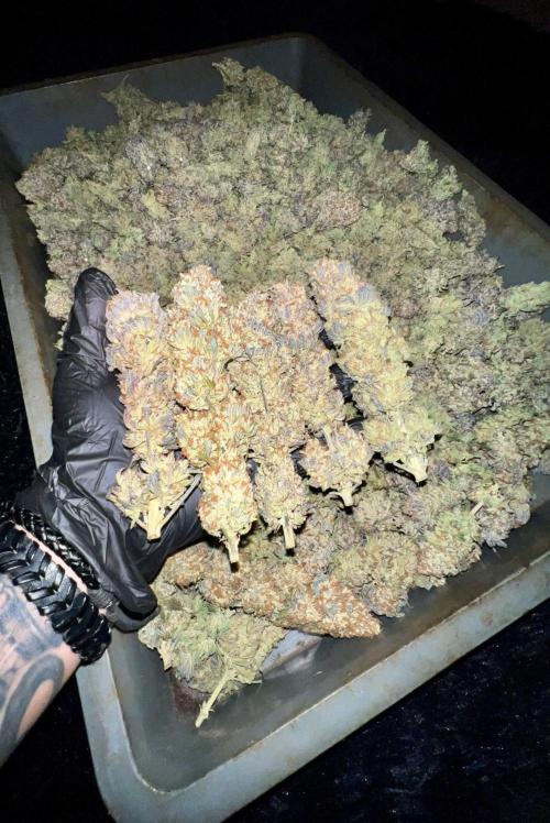 Gorilla Runtz. Week 10