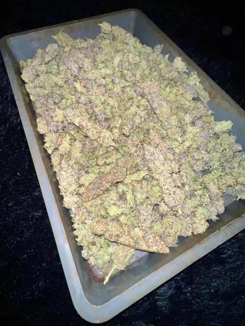 Gorilla Runtz. Week 10